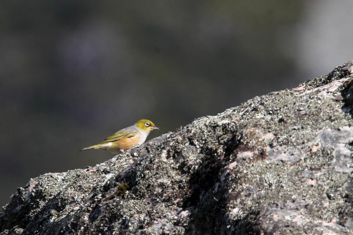 Silvereye (Zosterops lateralis)